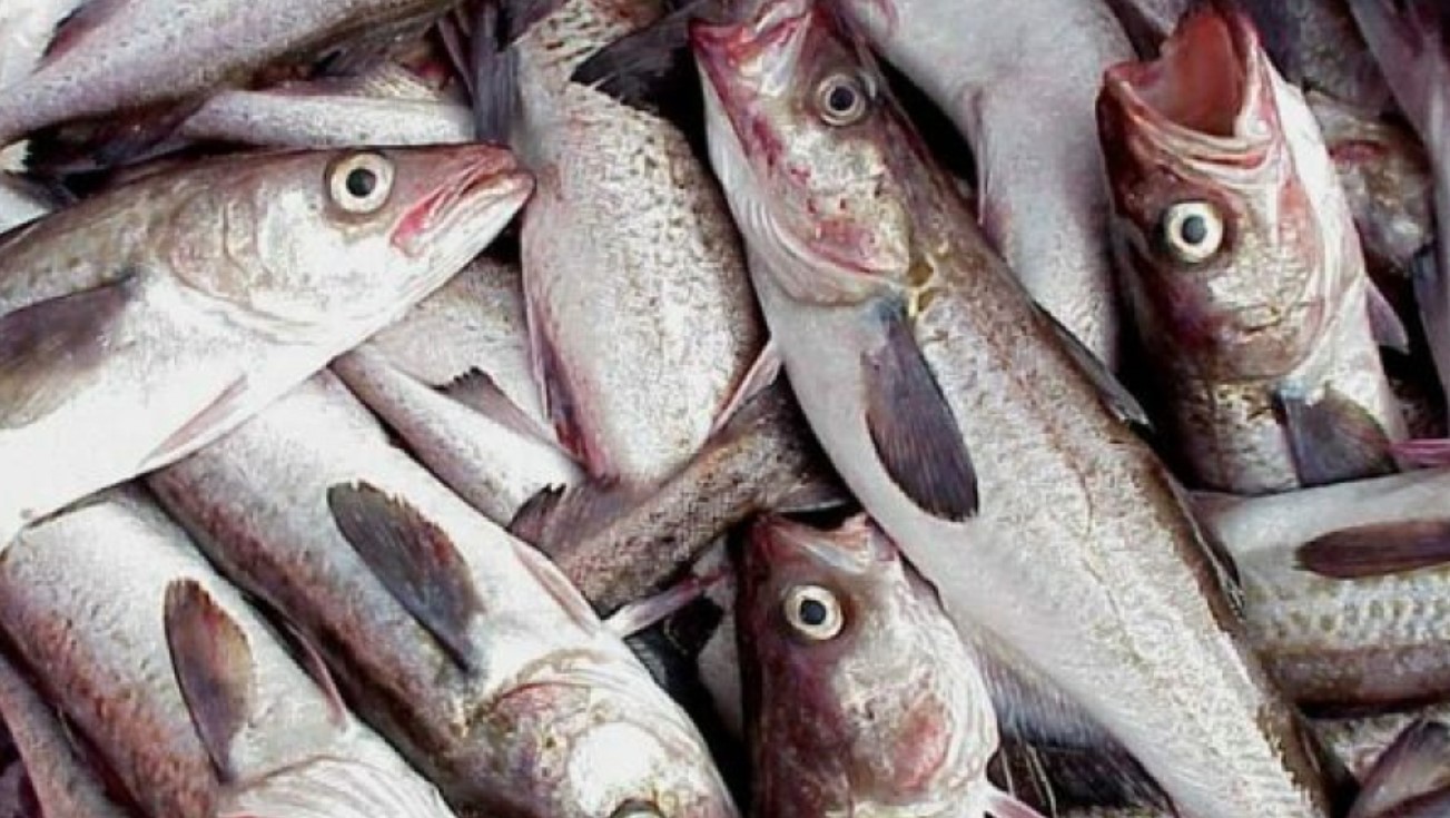 O εμπορικός πόλεμος για τα ψάρια μεταξύ Δύσης & Ανατολής 